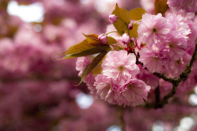 Close-up of pink flowers