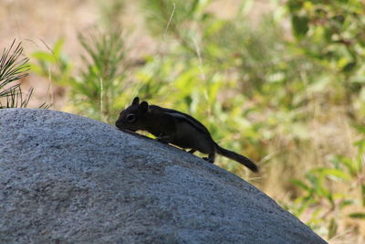 Black bird perching on rock
