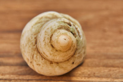 Close-up of shell on table