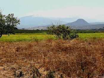 Scenic view of agricultural field against sky