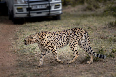 Cat walking in a field