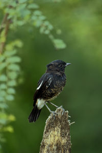 Close-up of bird perching on a tree