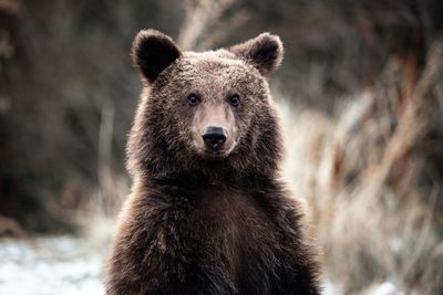 Brown bear portrait in the wilderness forest
