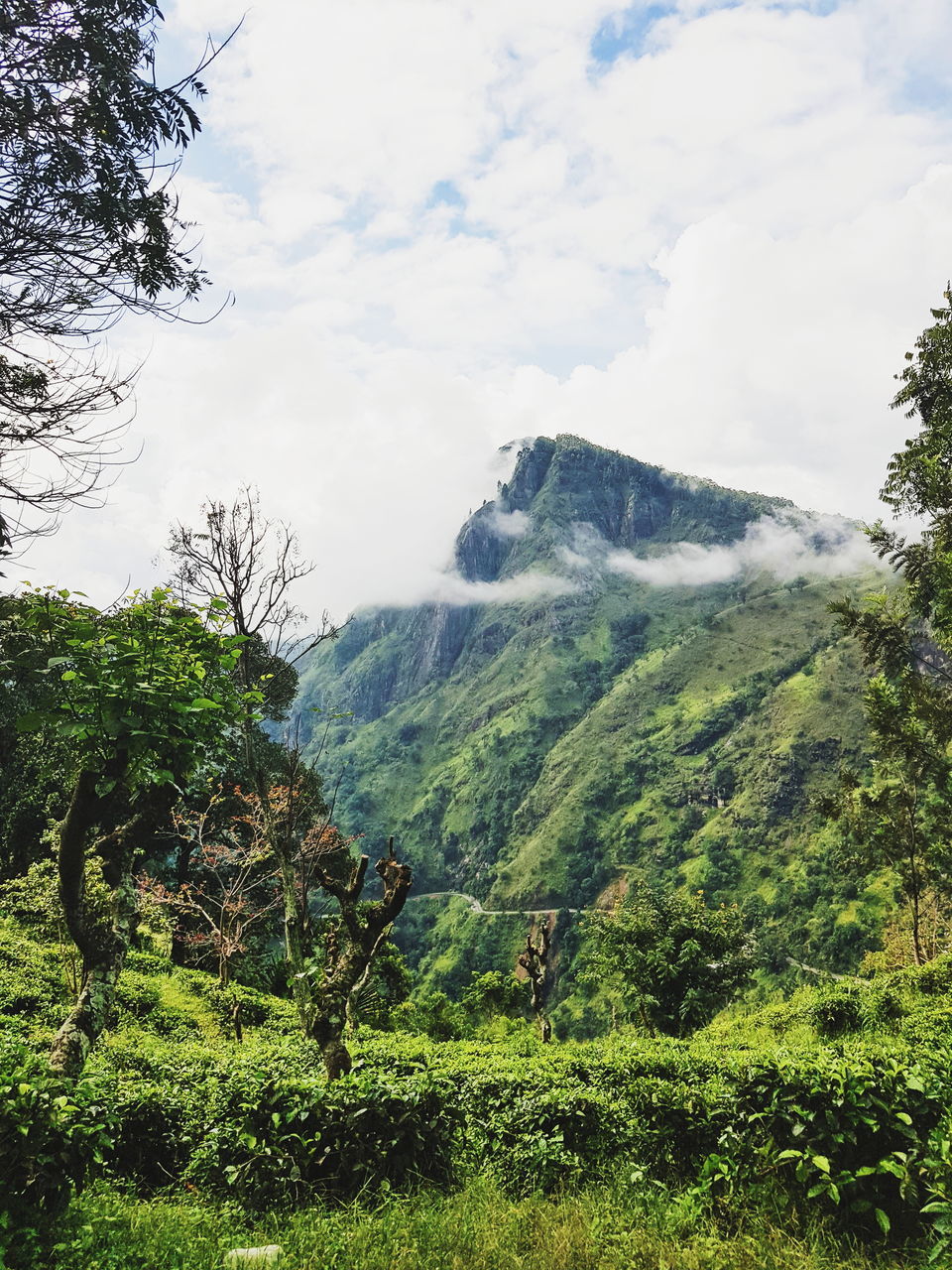 SCENIC VIEW OF TREES AND MOUNTAINS AGAINST SKY