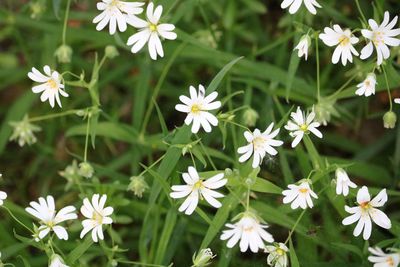 Close-up of white flowering plants