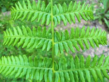 Full frame shot of fern leaf