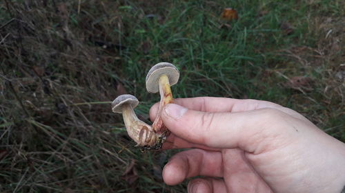 Person holding mushroom growing on field