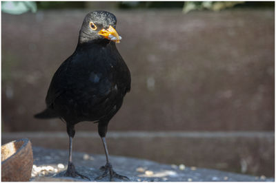 Close-up of a bird