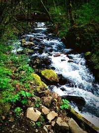 Stream in forest
