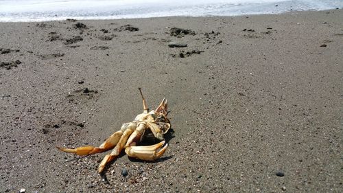 High angle view of crab on beach