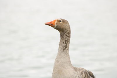 Close-up of goose against sky