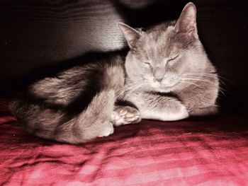 Close-up of cat sleeping