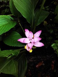 Close-up of pink flower