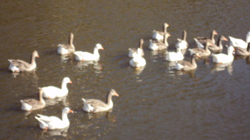 Birds in water