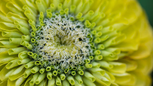 Close-up of yellow flower