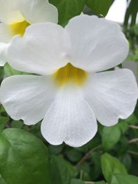 Close-up of white flower