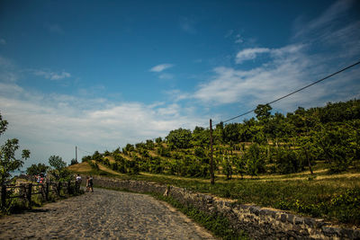 Road amidst trees against sky