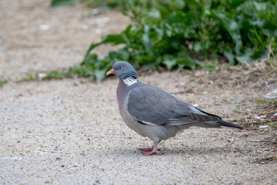 Close-up of pigeon perching on a land