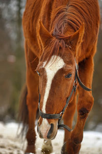 Close-up of horse in ranch