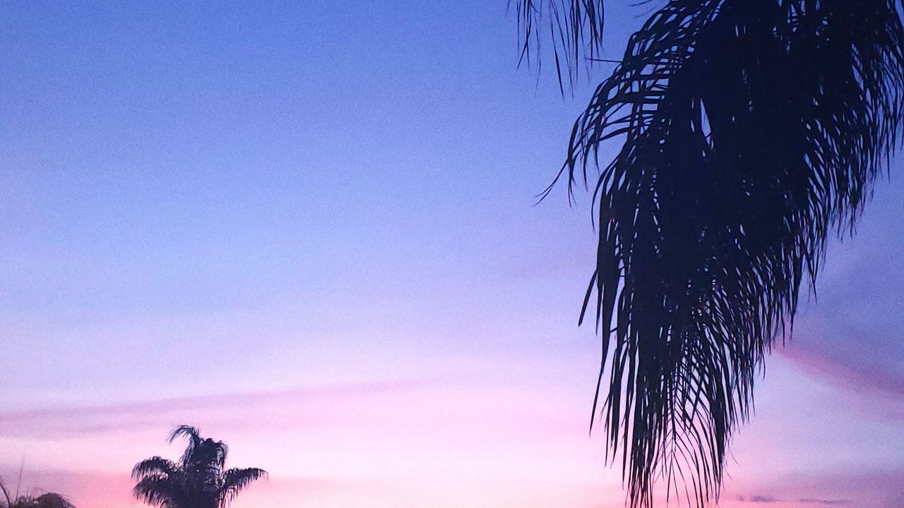 sky, nature, plant, palm tree, beauty in nature, tranquility, no people, hair, tree, tropical climate, silhouette, sunset, growth, outdoors, tranquil scene, low angle view, copy space, scenics - nature, blue, sea, hairstyle, palm leaf