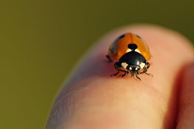 Close-up of ladybug on finger
