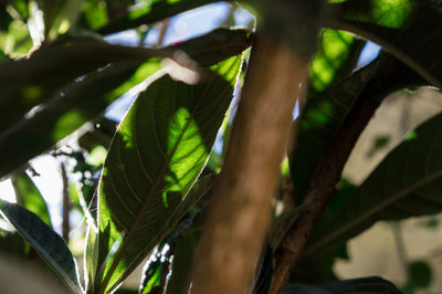 Close-up of fresh green leaves