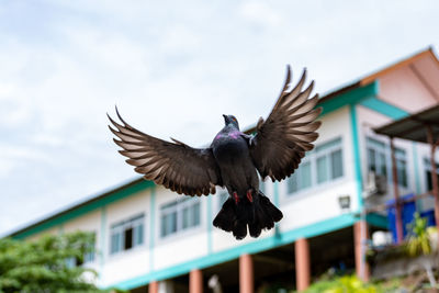 View of birds flying against sky