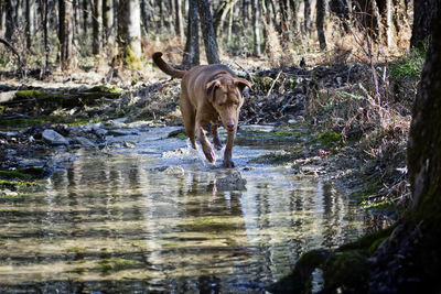 Dog standing by river against trees