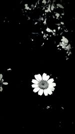 Close-up of white flower blooming against black background