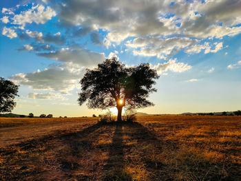 Tree on field against sky during sunset