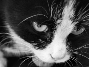 Close-up portrait of cat