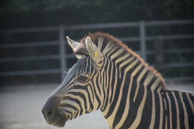 Close-up of zebra