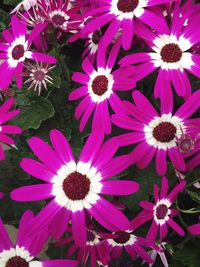 Close-up of pink flower