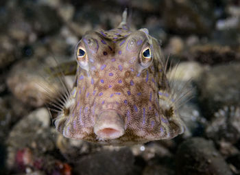 Close-up of fish swimming in sea