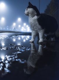 Close-up of cat against sky