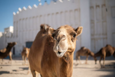 Curious camel near souq waqif looking at camera. historic district of doha in qatar.