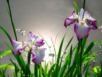 Close-up of flowers against water