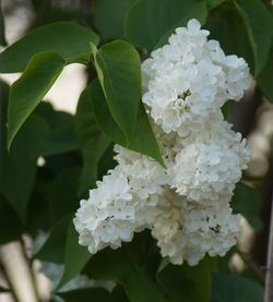 Close-up of white flowering plant