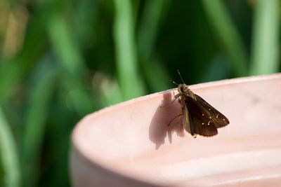 Close-up of butterfly