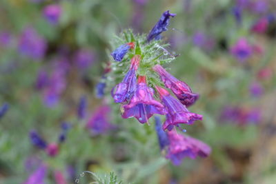 Close-up of purple flower