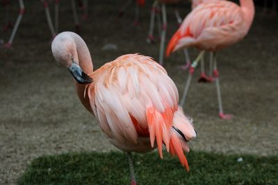 Close-up of a bird on field