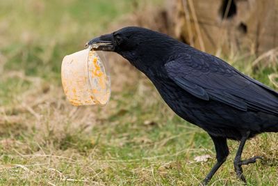 Close-up of bird perching on grass