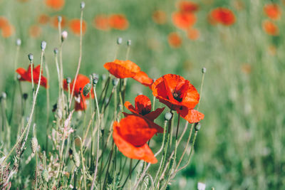 Close-up of orange poppy on field