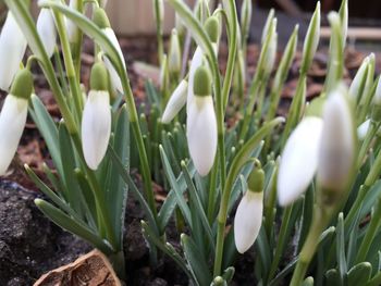 Close-up of white flowers