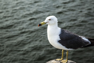 Close-up of seagull