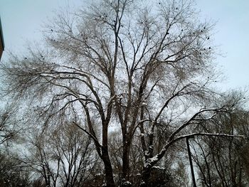 Low angle view of bare trees against sky