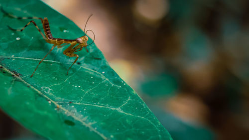 Close-up of insect on leaf