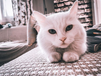 Close-up portrait of a cat