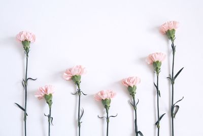 Close-up of pink flowers blooming outdoors