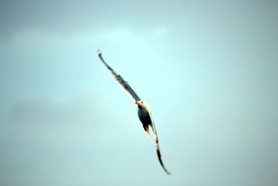 Close-up of bird flying over white background